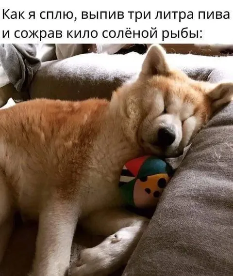 Как я сплю после пива и рыбы