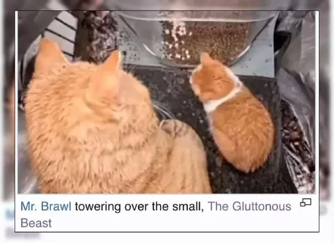 Mr. Brawl and the Gluttonous Beast