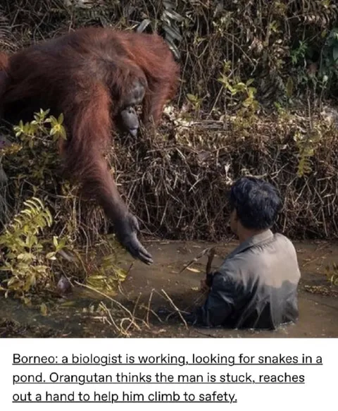 Orangutan Helps Stuck Biologist