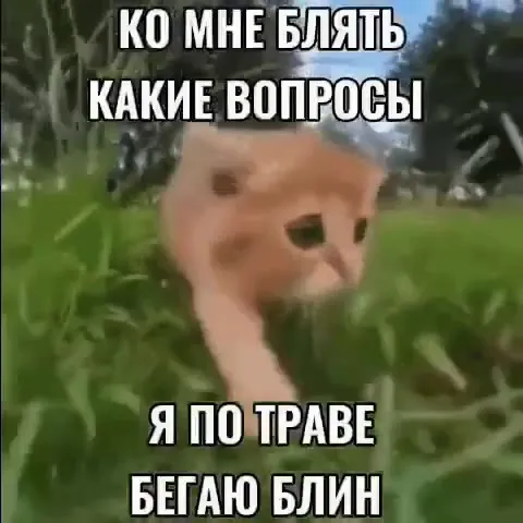 Кот бежит по траве