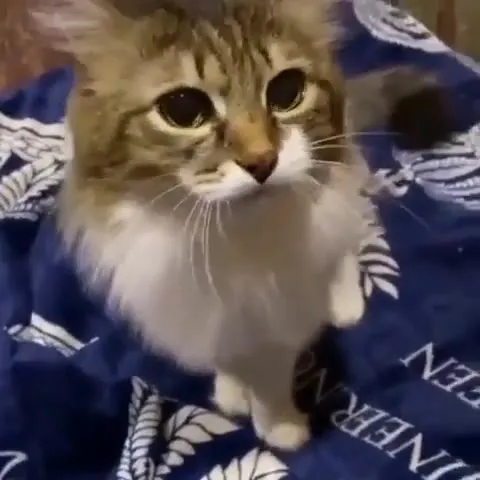 Кот отбивается от руки