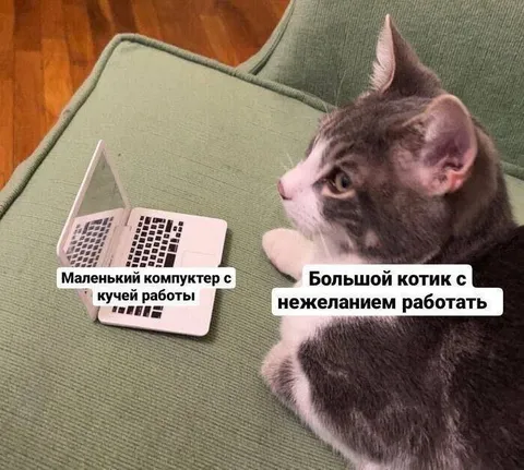 Маленький компьютер и большой котик