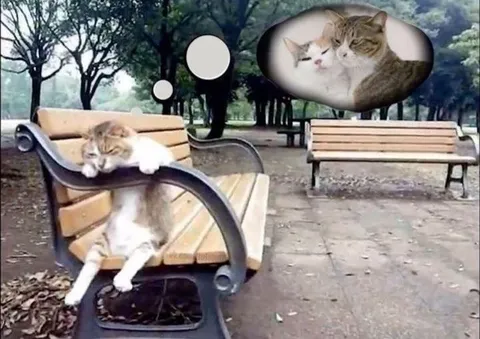 Кот мечтает о другой жизни