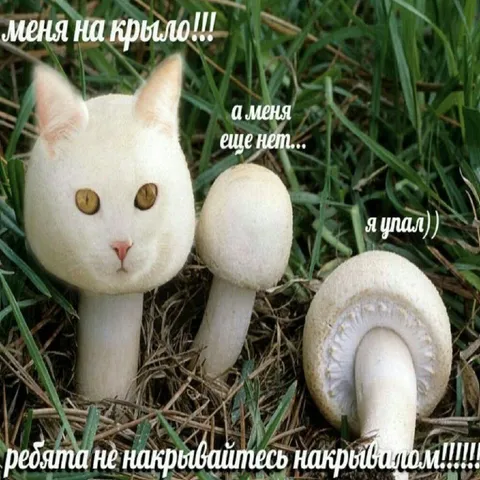 Кот среди грибов