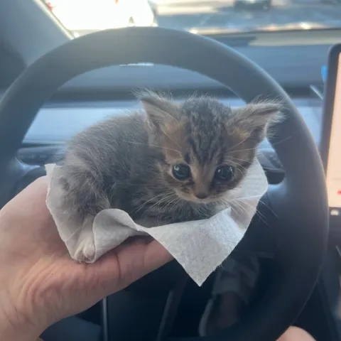 Котёнок на руле