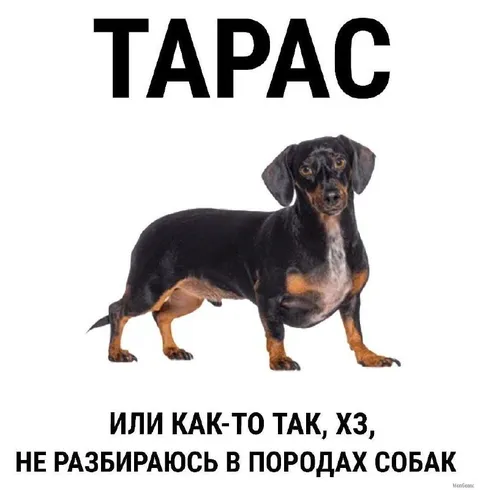 Тарас и породы собак