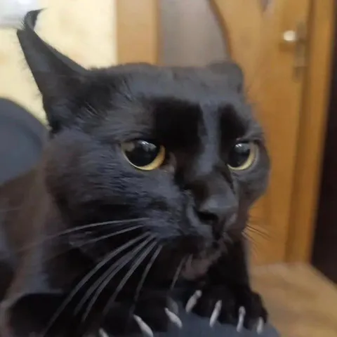 Чёрный кот в ярости
