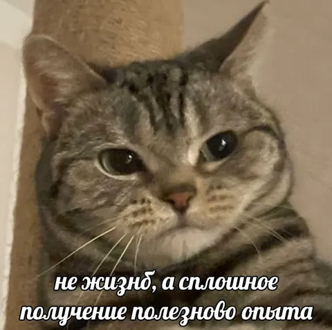 Кот получает полезный опыт