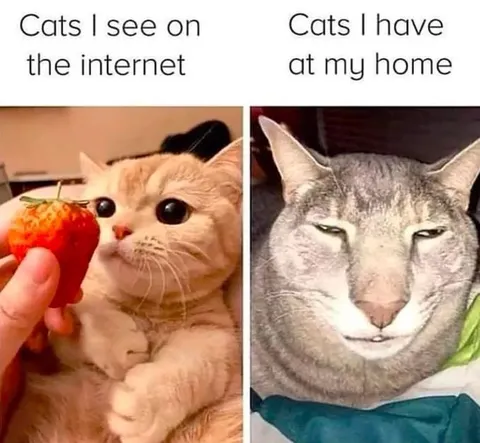 Cats I See Online vs Home