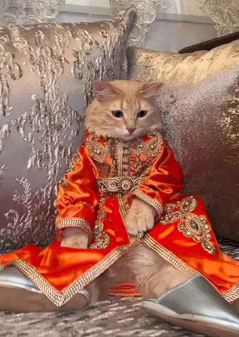 Кот в царском наряде