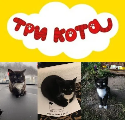 Три кота и три фото