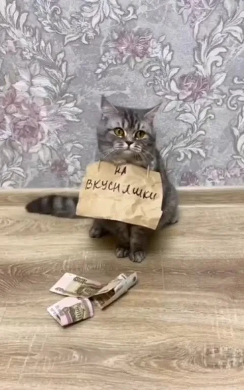 Кот просит на вкусняшки