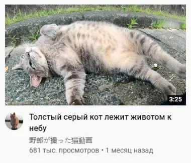 Толстый серый кот лежит животом к небу