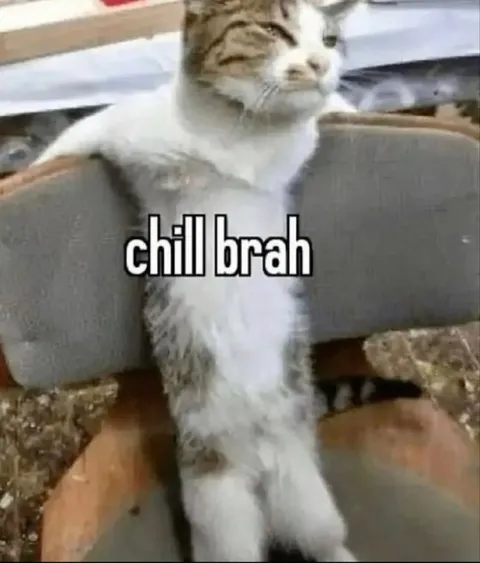 Chill Brah Cat