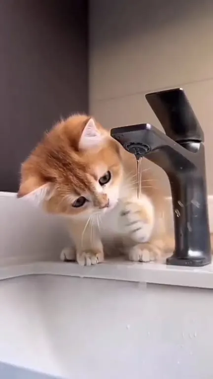 Кот изучает физику воды