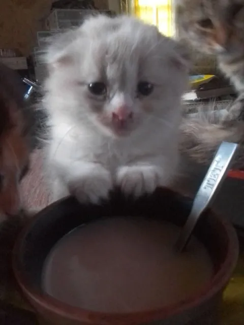 Грустный котёнок над миской