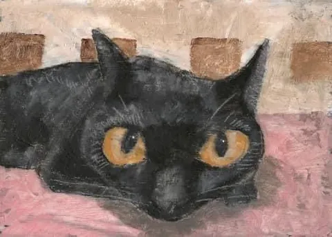 Чёрный кот смотрит исподлобья
