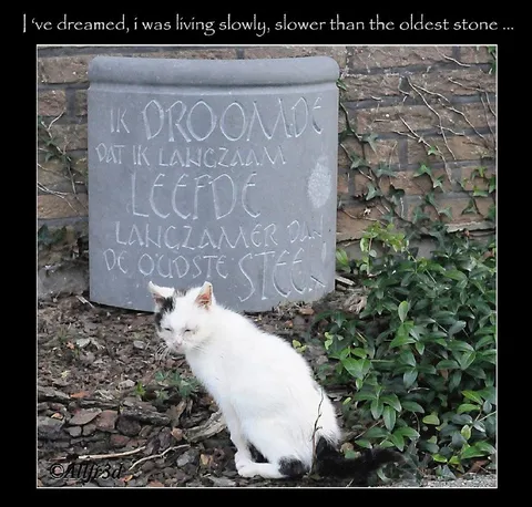 Living Slower Than Stone