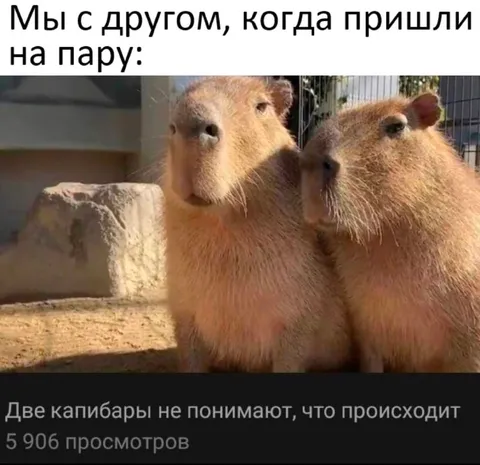 Пришли на пару вместе
