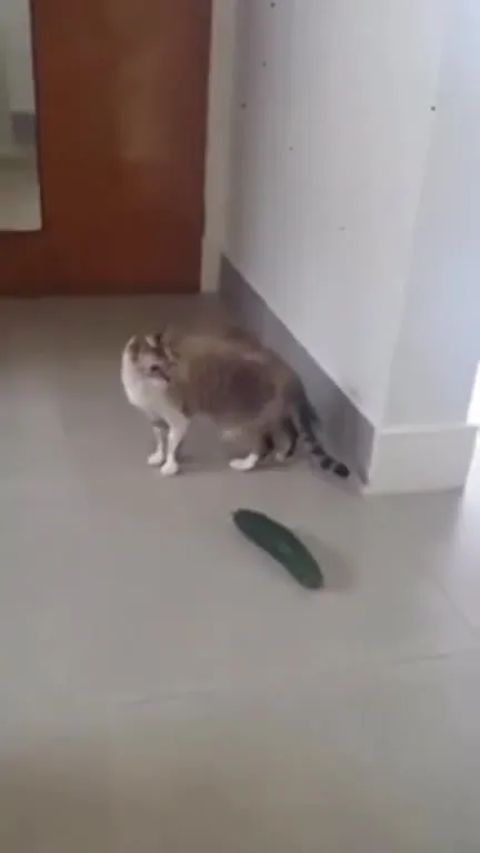 Кот пугается огурца