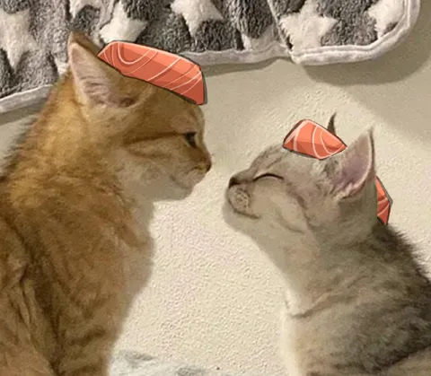 Котики с лососем на головах