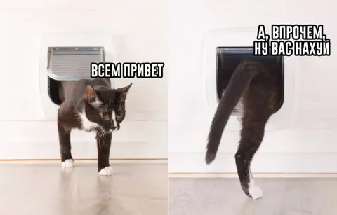 Кот вышел и передумал