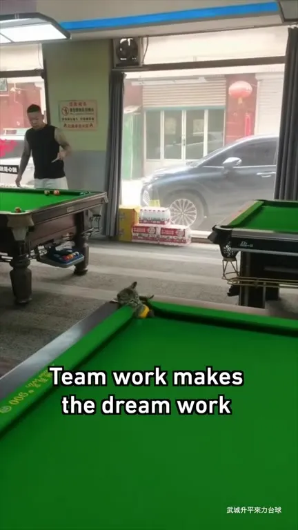 Cat Joins the Pool Game
