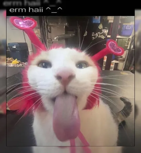 Confused Alien Cat Says Hi
