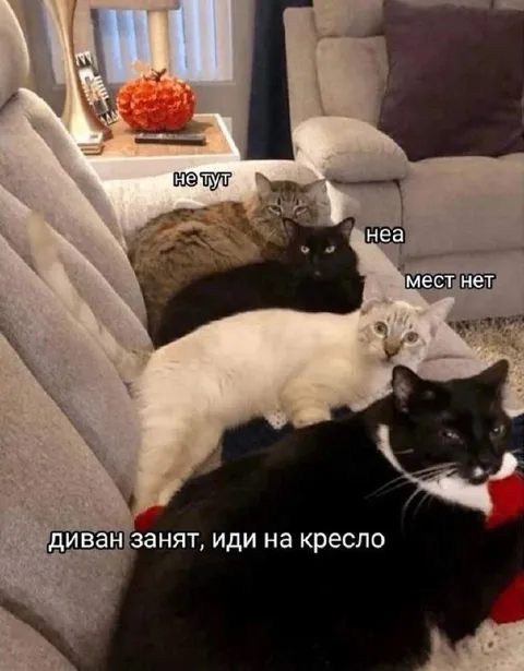 Диван занят котами