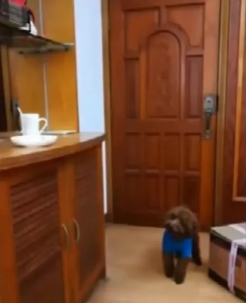 Dog Gear stealth mission