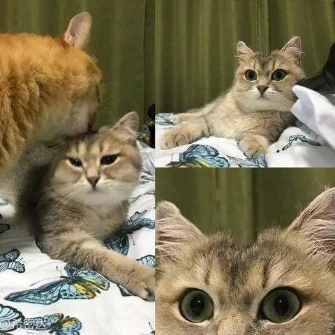 Кот в четырех выражениях