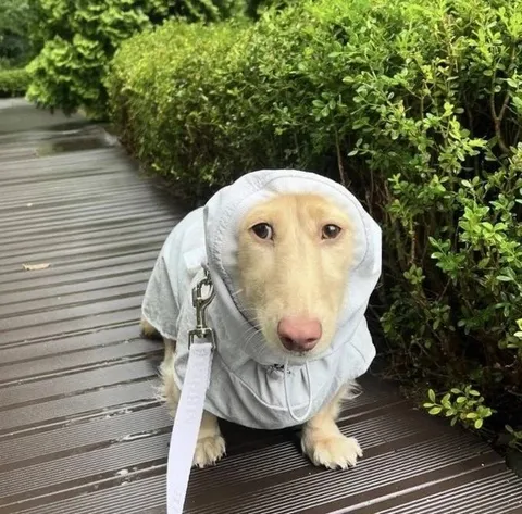 Собака в дождевике