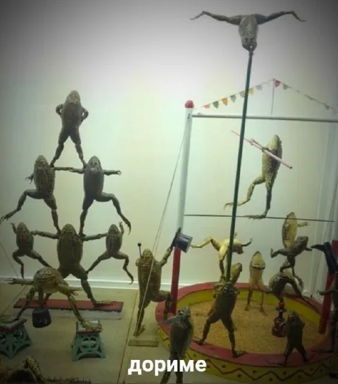 Лягушки занимаются гимнастикой