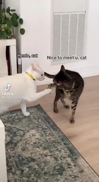 Henlo Cat Introduction