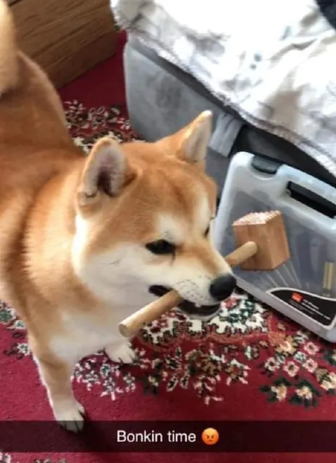 Bonkin time angry Shiba