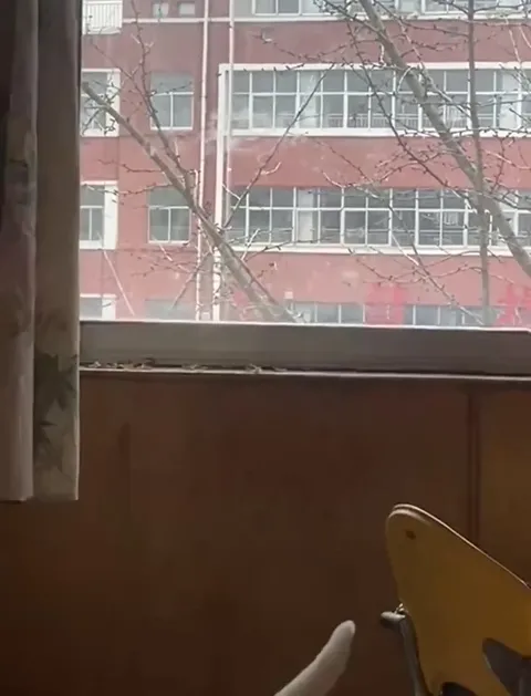 Кот исчезает за секунды