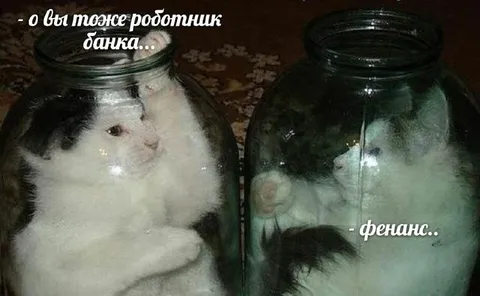 Котики работники банка