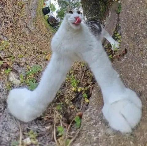 Кот с огромными лапами