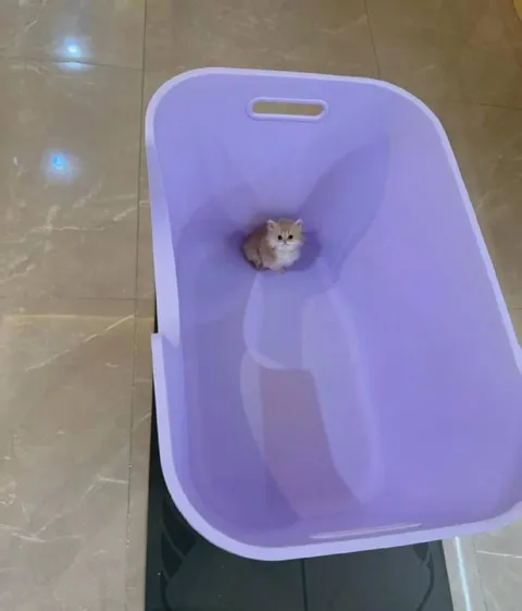 Крошечный котёнок в огромном контейнере