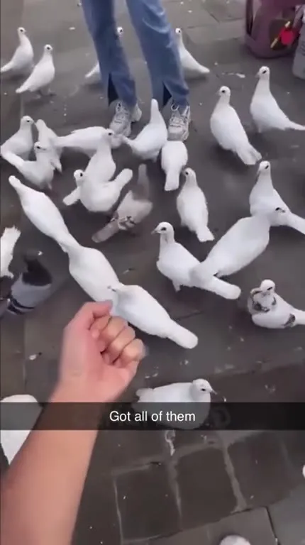 Got all of them pigeons