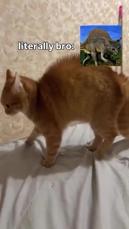Literally Bro Dinosaur Cat