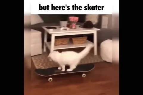But Here's the Cat