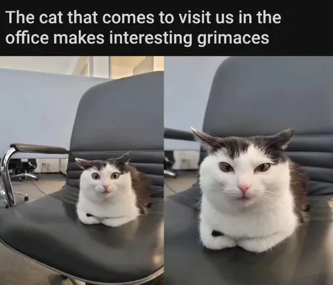Office Cat Makes Funny Faces