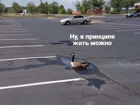 Жить можно и в луже
