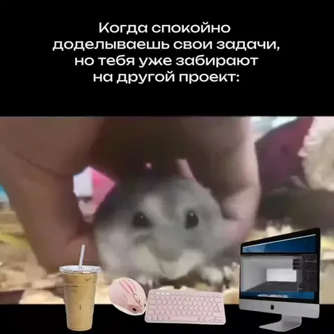 Хомяк внезапно на новом проекте