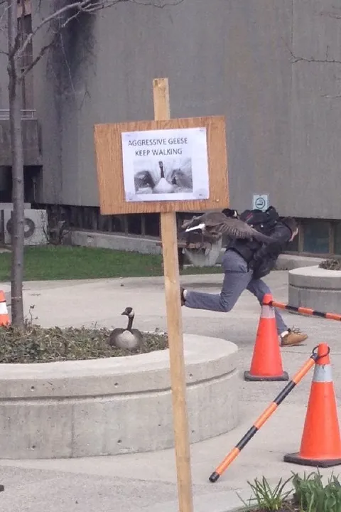 Aggressive Geese Keep Walking