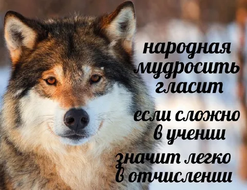Народная мудрость про отчисление