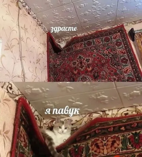 Кот выглядывает из ковра