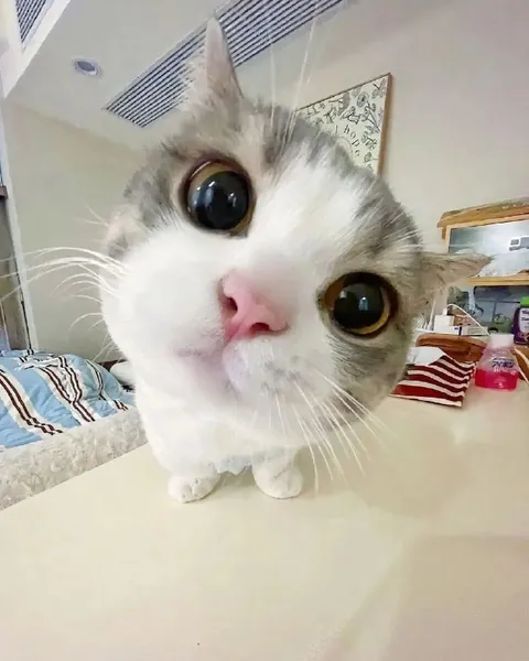 Котик с огромными глазами