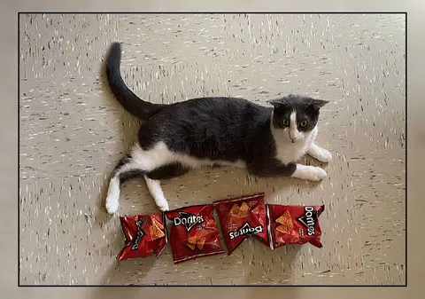 Cat Guards the Doritos